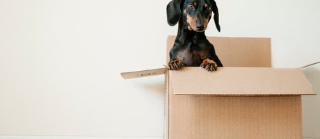 Tips voor wie verhuist met huisdieren